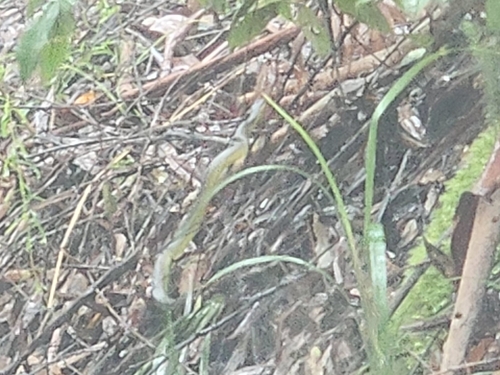 Common Tree Snake sighting
