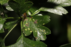 Phyllocoptes goniothorax