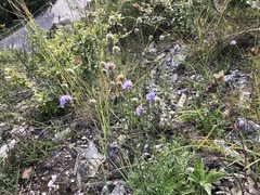 Scabiosa canescens