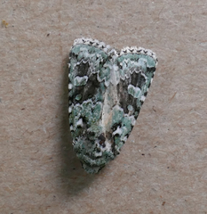 Lacinipolia laudabilis