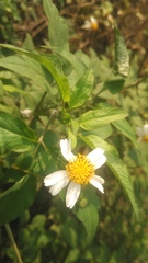 Bidens pilosa