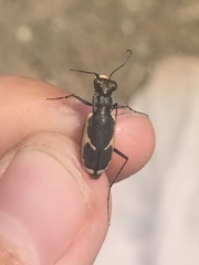 Cicindela schauppii