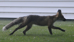Vulpes vulpes deletrix