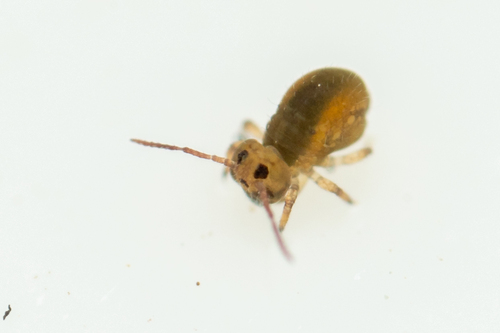 Sminthurides bifidus
