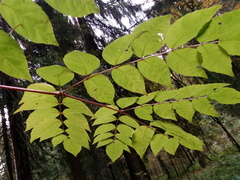 Aralia elata