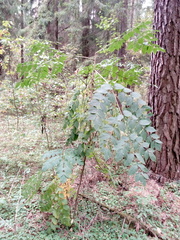 Aralia elata
