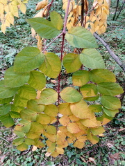 Aralia elata