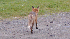 Vulpes vulpes deletrix