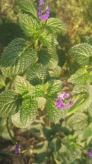 Stachytarpheta jamaicensis