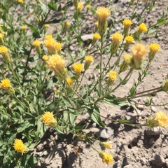 Eucephalus breweri