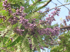 Machaerium hirtum