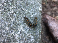 Inopsis modulata