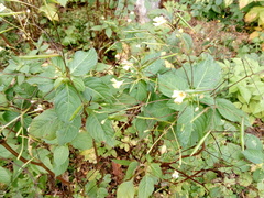 Impatiens parviflora
