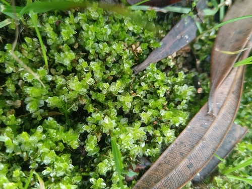 Plagiomnium acutum observed 2025-06-02