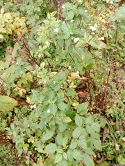 Impatiens parviflora