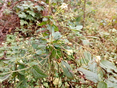 Impatiens parviflora
