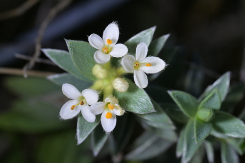 Pimelea mimosa, photograph 6