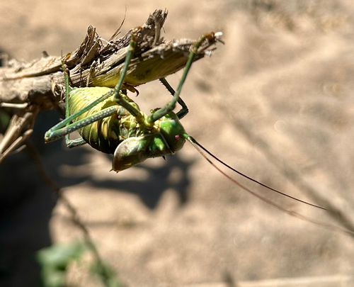 Brown Armoured Corncricket