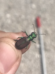 Cicindela splendida