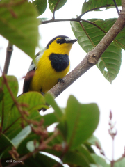 Black-Breasted Boatbill photo 1