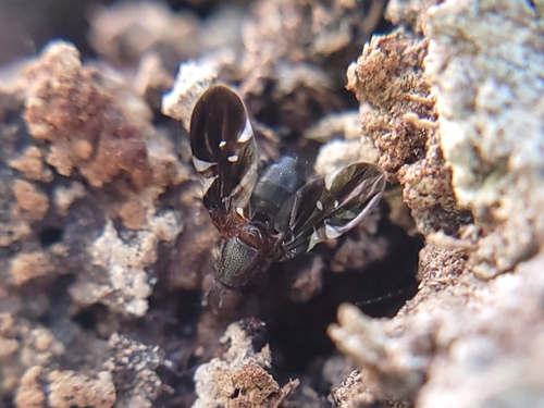 Unknown species found near Meridian, ID 83646, USA