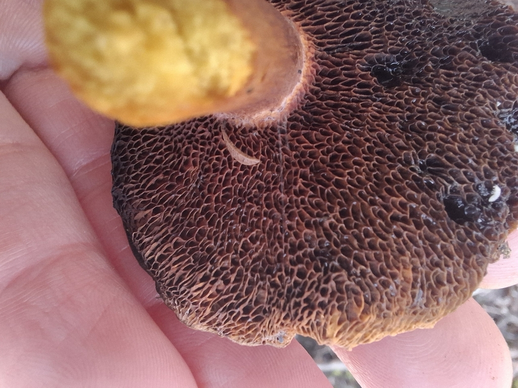 Chalciporus piperatus · May 2025 · photo: © armillariabianca (iNaturalist, cc0)