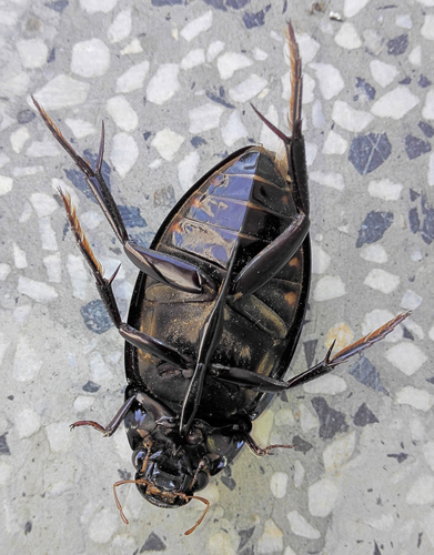 Great Silver Water Beetle, photo 4 of 9
