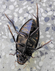 Hydrophilus piceus