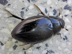 Hydrophilus piceus