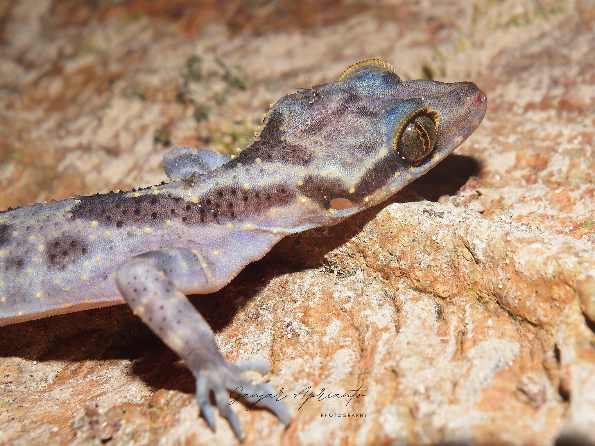 Tahuna Bent-Toed Gecko photo 2