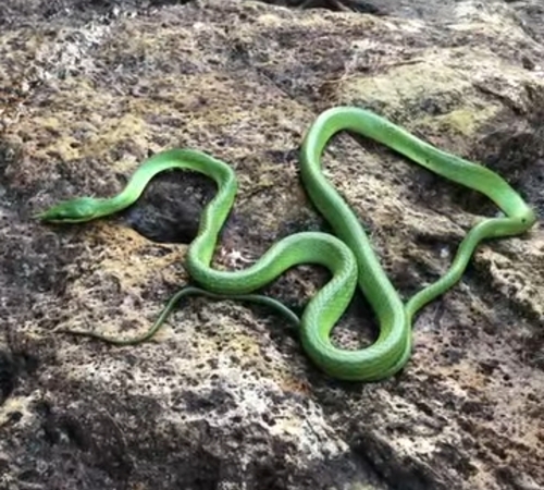 Photo of a Rhino Rat Snake (Gonyosoma boulengeri)