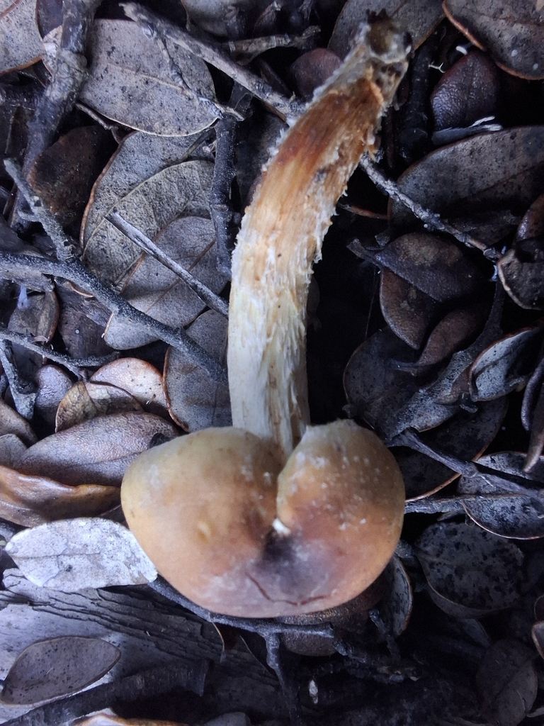 Hypholoma australianum · May 2025 · photo: © armillariabianca (iNaturalist, cc0)