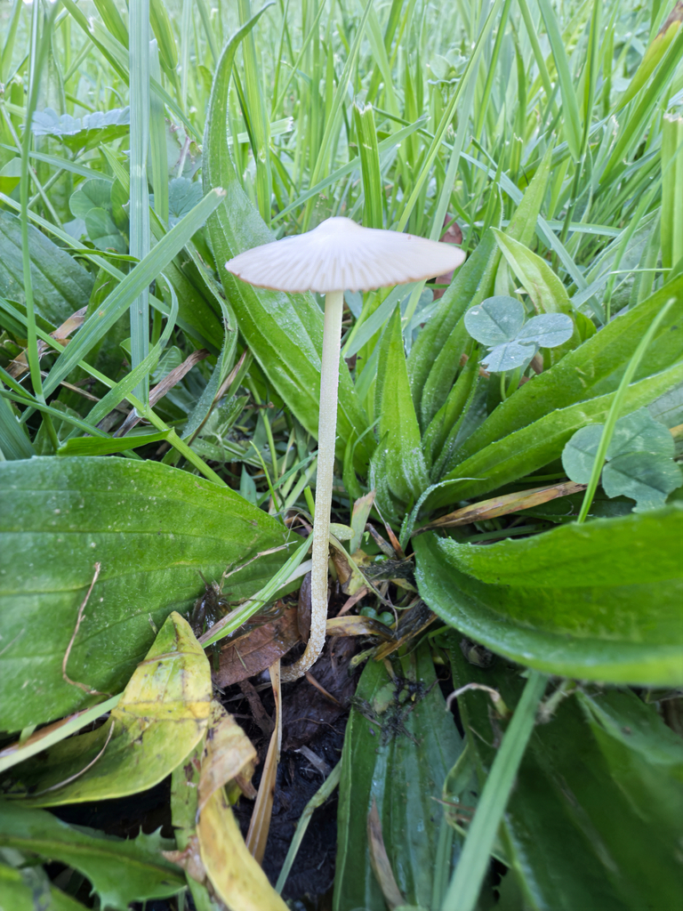 Bolbitius titubans · June 2025 · photo: © jeremy_rolfe (iNaturalist, cc-by)