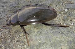 Hydrophilus piceus