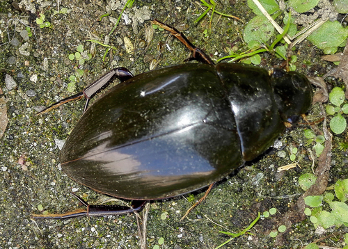 Great Silver Water Beetle, photo 7 of 9