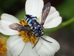 Thyreus novaehollandiae