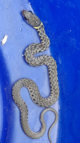 Yellow-spotted Keelback