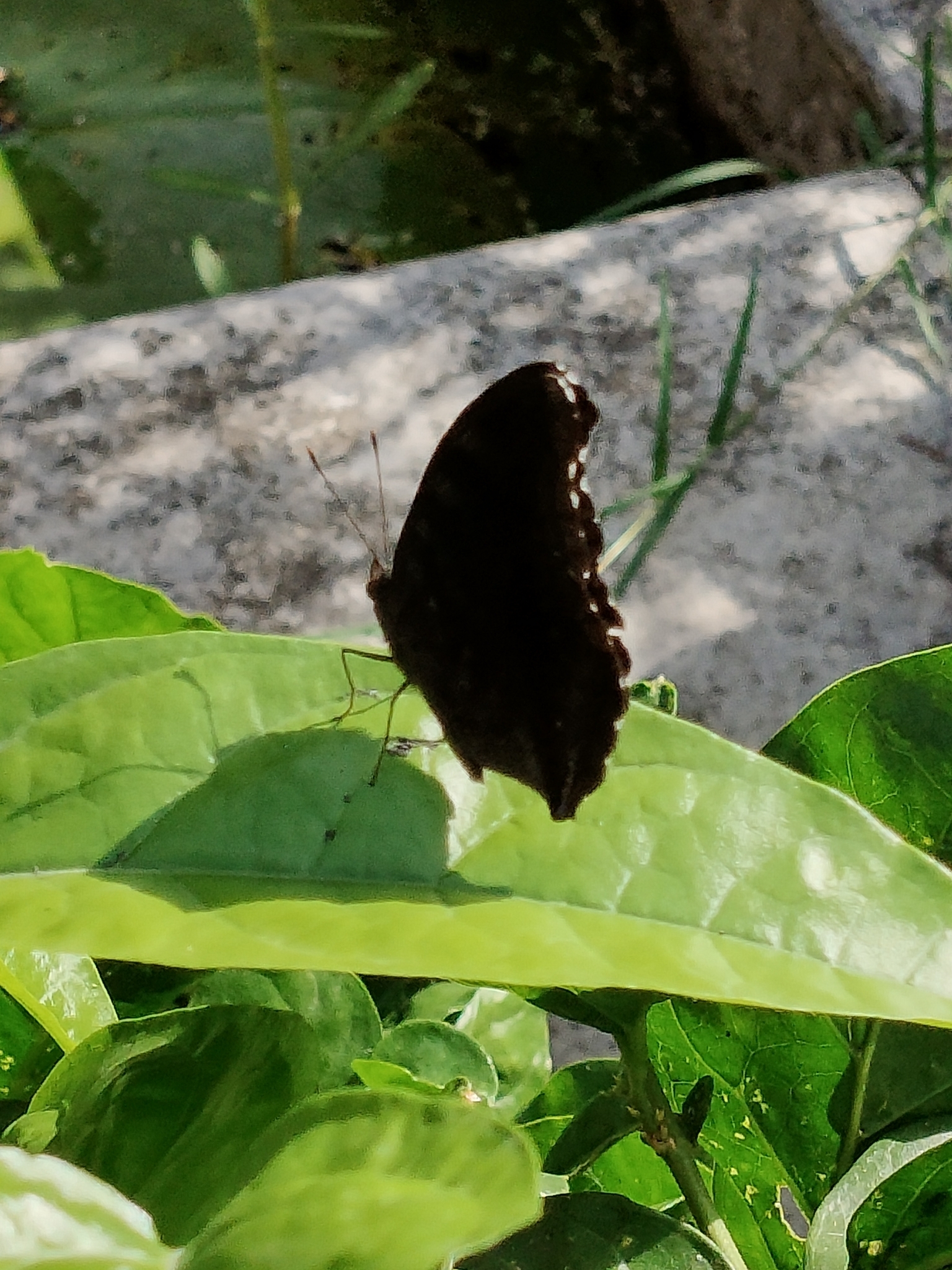 Chocolate Pansy