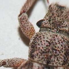 Strophosoma capitatum