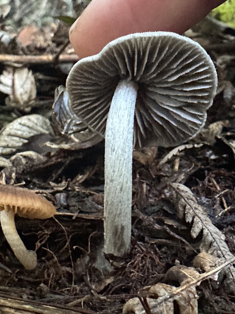 Entoloma canoconicum · June 2025 · photo: © marmalade101 (iNaturalist, cc0)