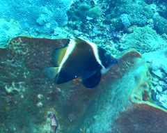 Heniochus varius