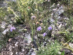 Scabiosa canescens
