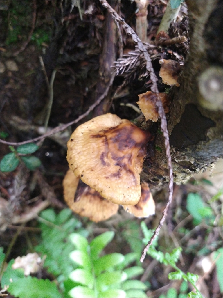 Neofavolus alveolaris · June 2025 · photo: © paganka (iNaturalist, cc-by-nc)