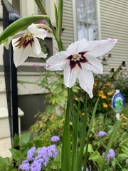 Gladiolus murielae