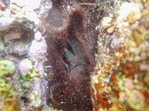 Alpheus frontalis observed 2025-05-27