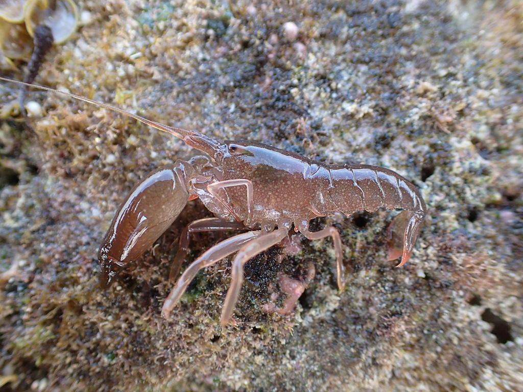 Alpheus frontalis