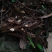 Collybiopsis nonnulla
