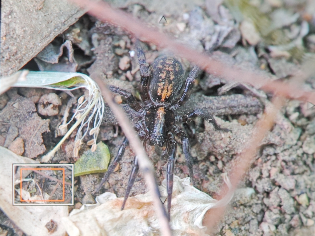 Arctosa meitanensis