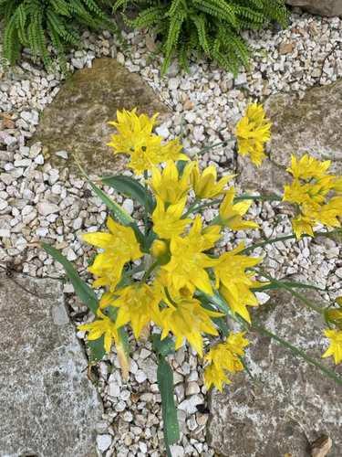 Lily Leek (Allium moly)
