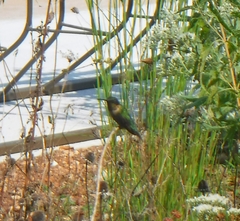 Archilochus colubris